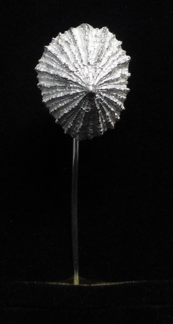 Aguja de lapa de plata